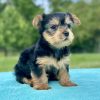 Yorkie Puppy for sale