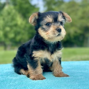 Yorkie Puppy for sale