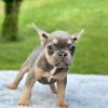 Blue and Tan French bulldog for sale